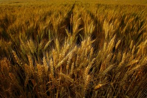 US authorities say they don't know how the modified crops got into the wheat farms [Getty Images]