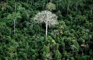 Brazil had enacted a controversial law in October 2012 that meant to protect forests and force farmers to replant trees on large swathes of illegally cleared land [Getty Images]