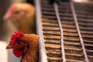Disputes over broiler chickens -- chickens that reach slaughter weight by about 13 weeks of age -- have been a major source of contention in the often tense trade relations between the world's two largest economies [Getty Images]