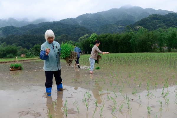 Farmers plant rice seedlings in the fields in Masheng Village of Hezhou City, southwest China's Guangxi Zhuang Autonomous Region,  April 20, 2014 [Xinhua]