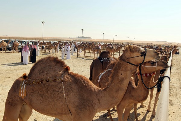 A number of independent studies have determined that both Egyptian and Saudi camels are carrying the MERS-COV [Xinhua]