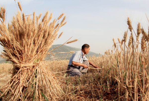 A farmer reaps wheat in the fields in Zhangshanzi Township of Zaozhuang City, east China's Shandong Province, May 27, 2014 [Xinhua]
