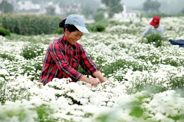  A farmer picks chrysanthemum flowers in Yanpu Village of Xiuning County, east China's Anhui Province, July 1, 2014 [Xinhua]