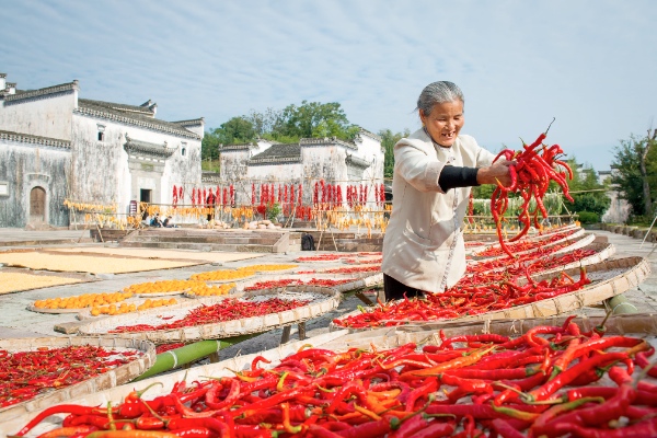 A farmer airs chili in a yard in Chenkan Ancient Village of Huangshan City, east China's Anhui Province, Oct. 16, 2014 [Xinhua]