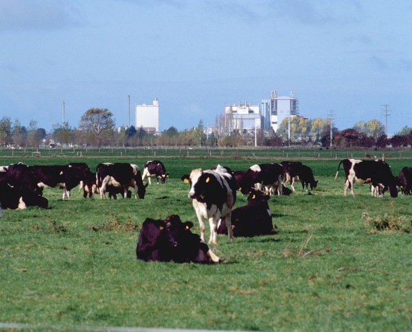 Yili announced last Friday it will invest 2 billion yuan ($327 million) in four dairy projects in New Zealand [Xinhua]