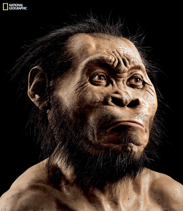 A reconstruction of Homo naledi's face by paleoartist John Gurche  [Image: NATIONAL GEOGRAPHIC